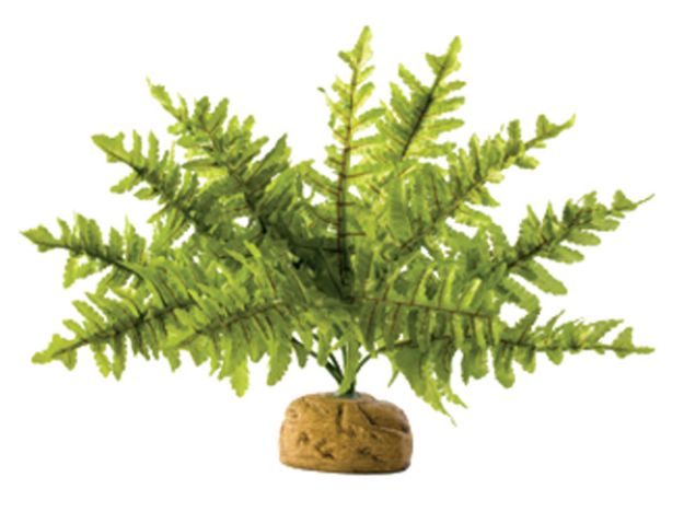 Obrázek Rostlina EXO TERRA Boston Fern malý 17 cm 