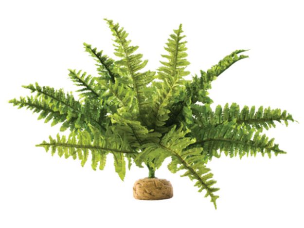 Obrázek Rostlina EXO TERRA Boston Fern střední 29 cm 