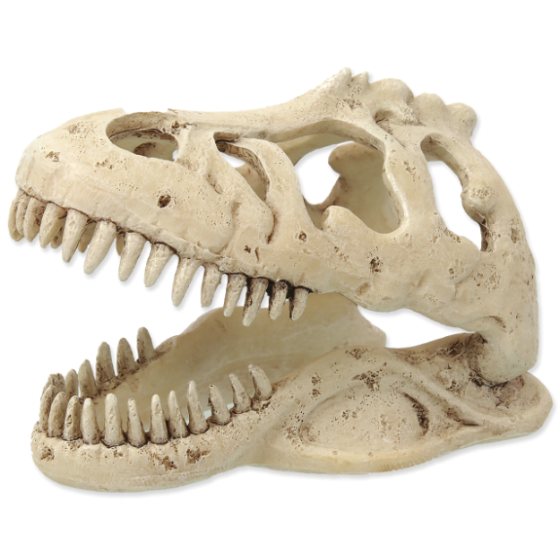 Dekorace REPTI PLANET T-REX lebka 13,3 cm 